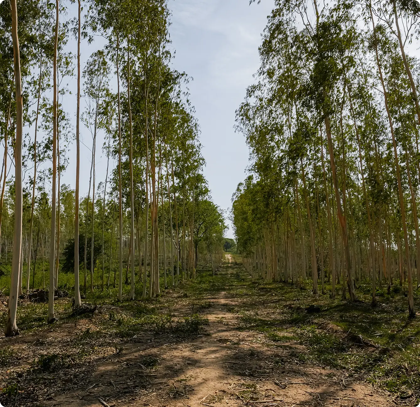 Entorno natural rodeado de eucaliptos en Bosques de Eucalipto, proyecto campestre y residencial en Baranoa
