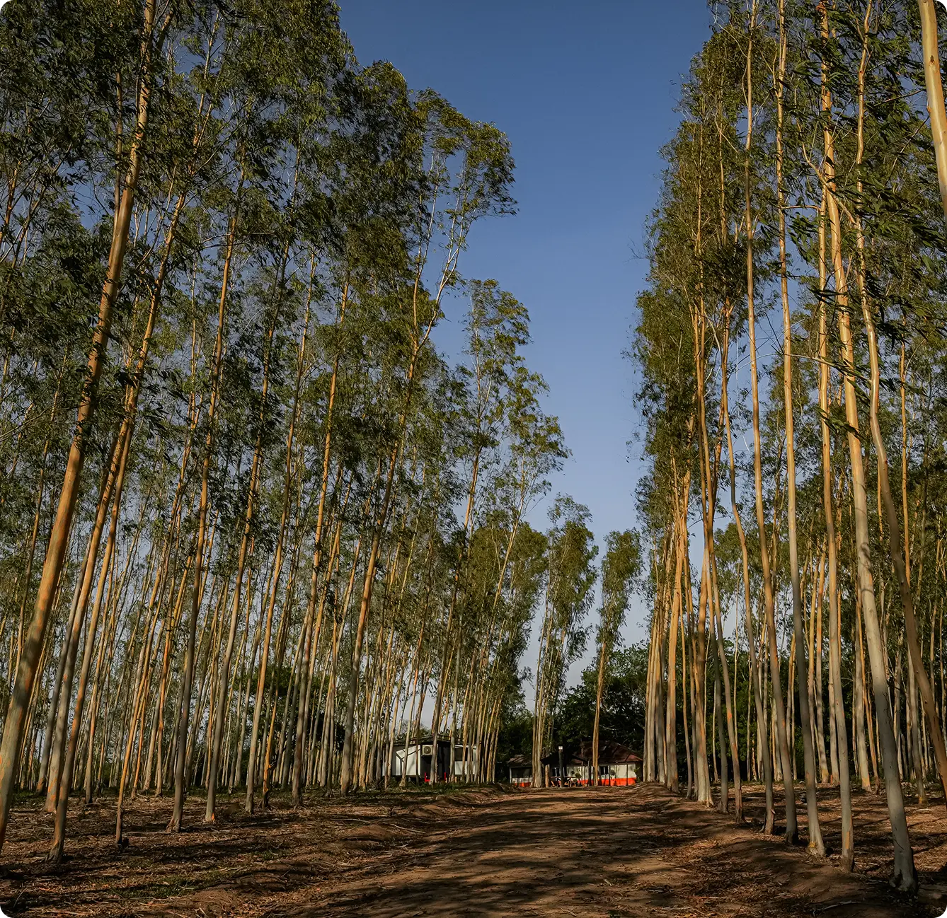 Lotes campestres desde 600 m² en Bosques de Eucalipto, proyecto residencial ubicado en Baranoa, Atlántico.